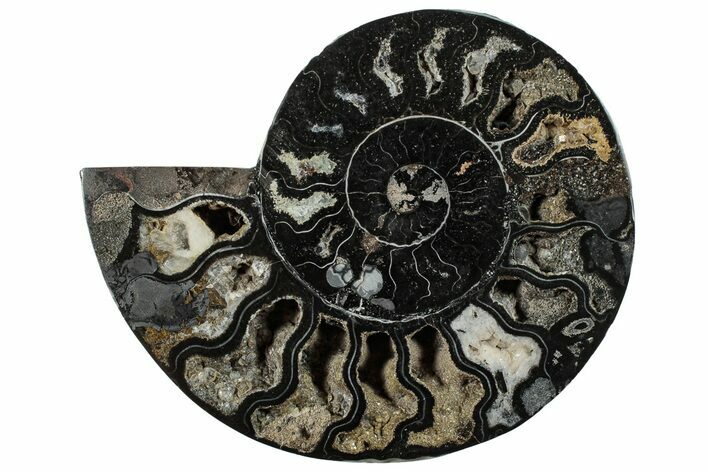 Cut & Polished Ammonite Fossil (Half) - Unusual Black Color #286648